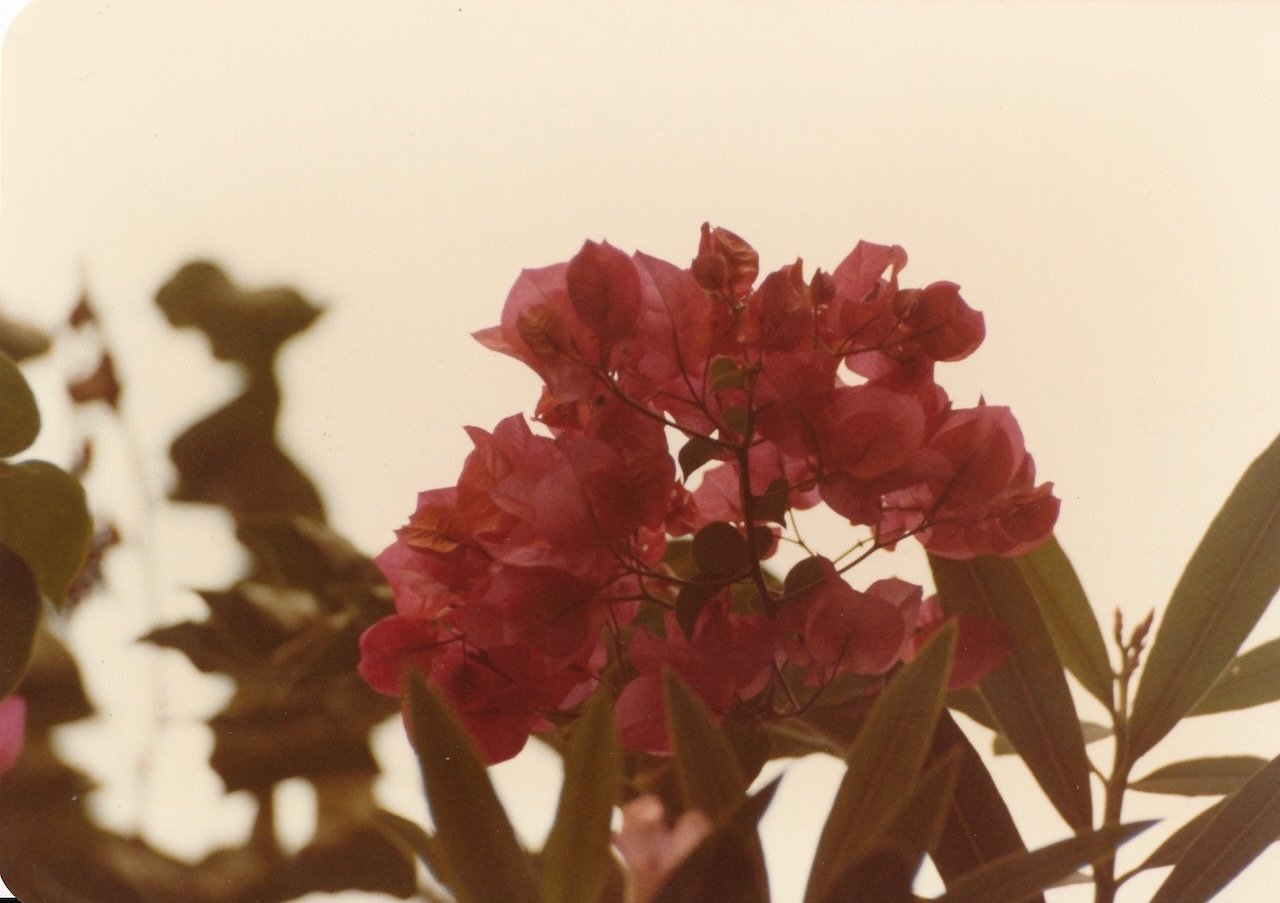 Pink bougainvillea flowers against a clear sky background.